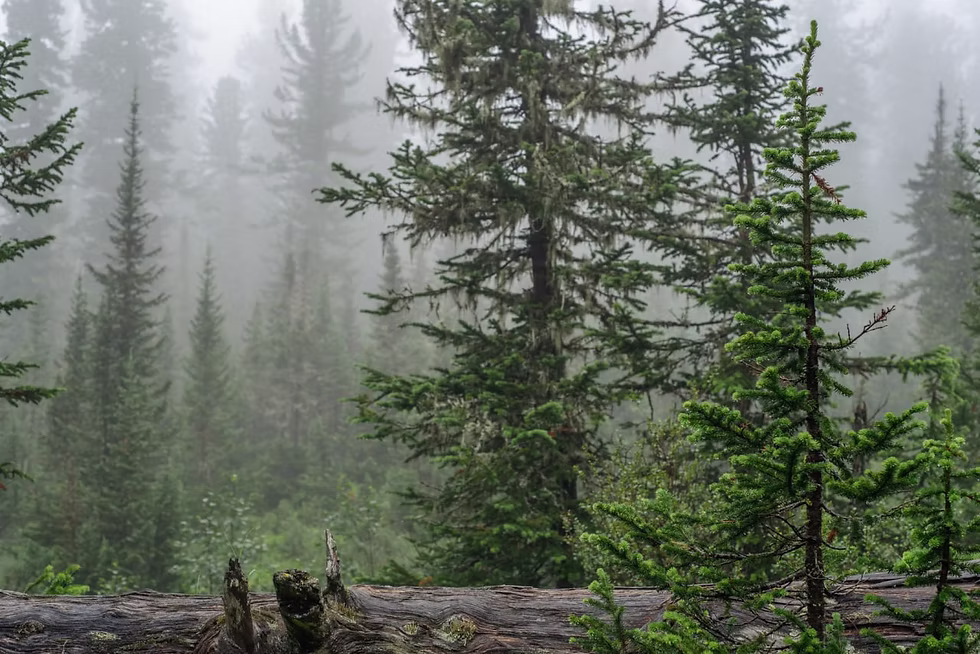 БҰҰ  зерттеуі : Бореальдік орманға көңіл бөлу – өзекті!